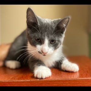 Meet your Posher, Irene